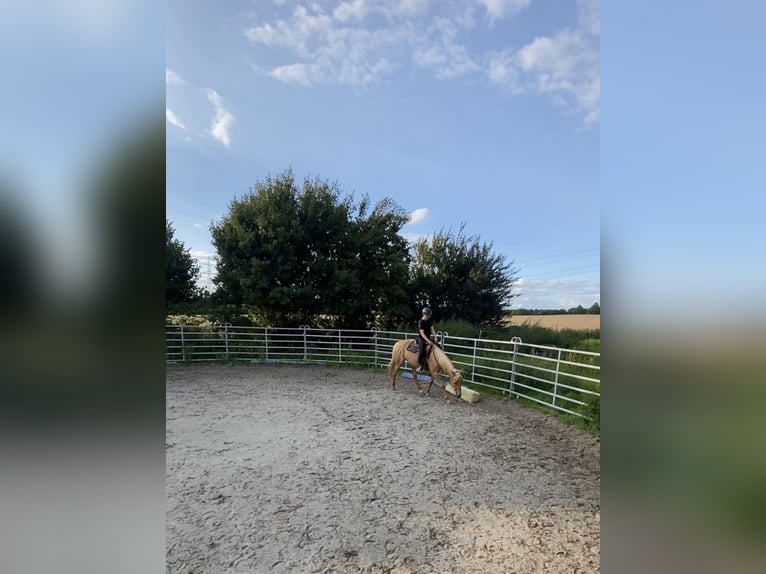 Cruzado Stute 5 Jahre 160 cm Palomino in Immenhausen