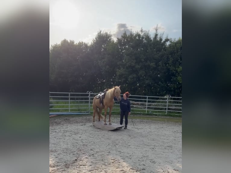 Cruzado Stute 5 Jahre 160 cm Palomino in Immenhausen