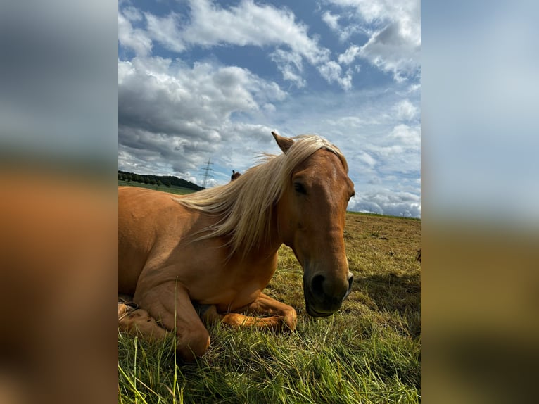 Cruzado Stute 5 Jahre 160 cm Palomino in Immenhausen