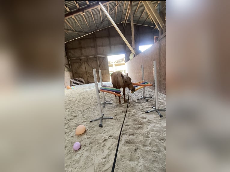 Cruzado Stute 5 Jahre 160 cm Palomino in Immenhausen