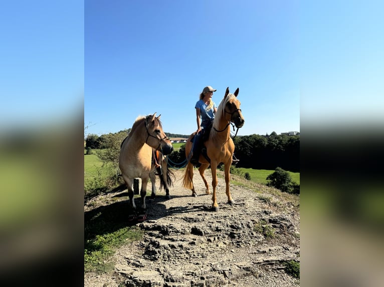 Cruzado Stute 5 Jahre 160 cm Palomino in Immenhausen