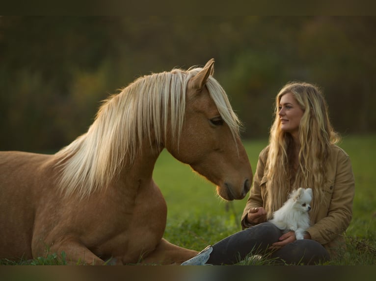 Cruzado Stute 5 Jahre 160 cm Palomino in Immenhausen
