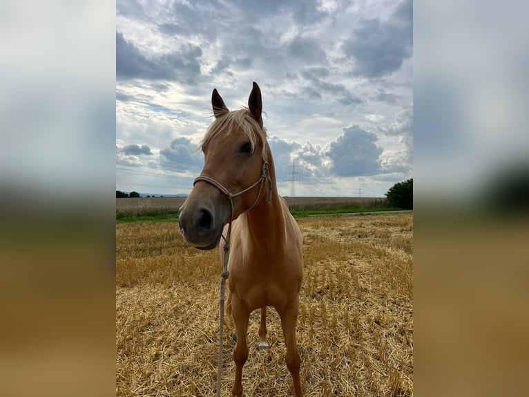 Cruzado Stute 5 Jahre 160 cm Palomino in Immenhausen