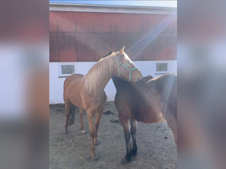 Cruzado Stute 5 Jahre 160 cm Palomino in Immenhausen