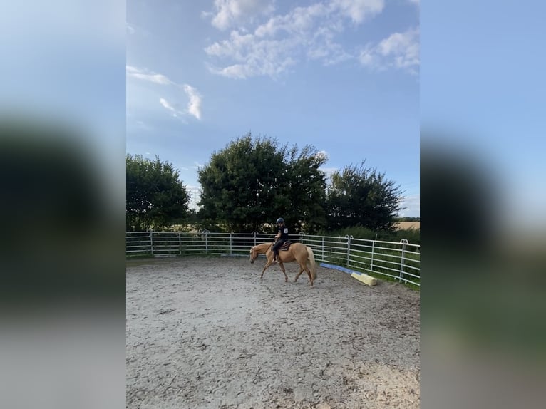 Cruzado Stute 5 Jahre 160 cm Palomino in Immenhausen