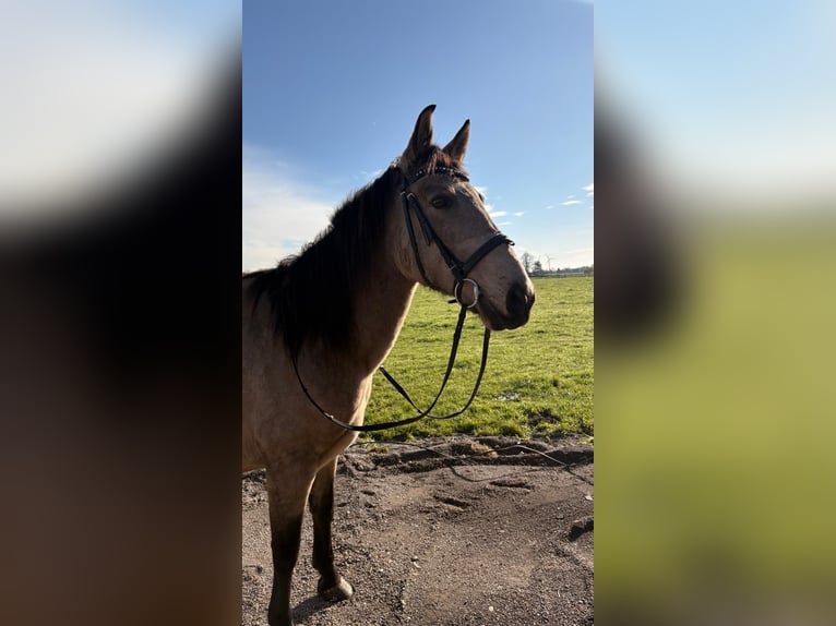 Cruzado Stute 5 Jahre 160 cm Schimmel in Wachtendonk