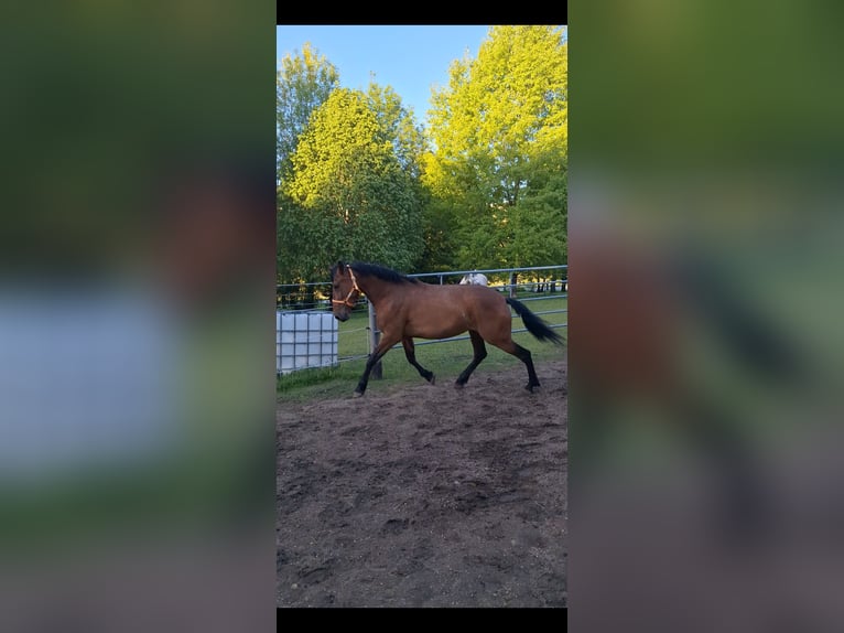 Cruzado Mix Stute 5 Jahre 163 cm Brauner in Langschlag