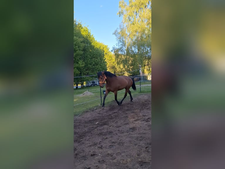 Cruzado Mix Stute 5 Jahre 163 cm Brauner in Langschlag