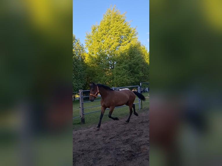 Cruzado Mix Stute 5 Jahre 163 cm Brauner in Langschlag