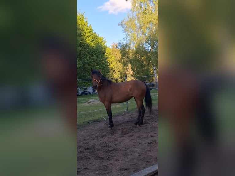 Cruzado Mix Stute 5 Jahre 163 cm Brauner in Langschlag