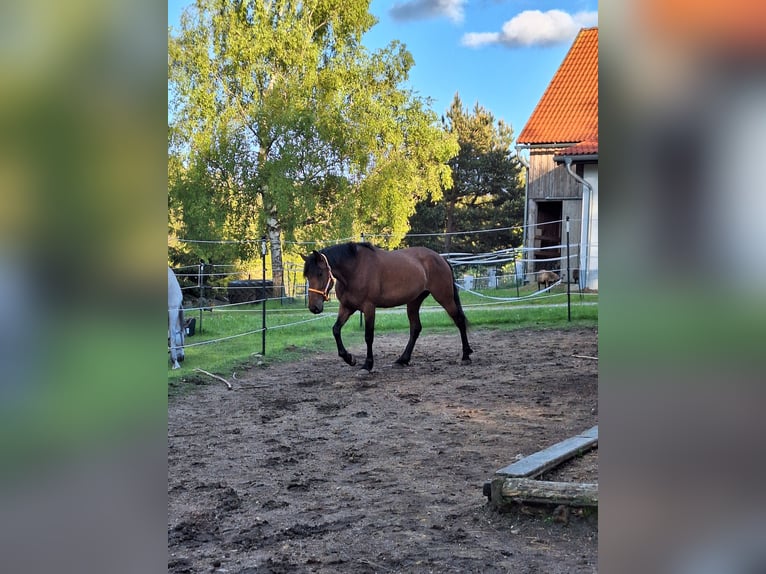 Cruzado Mix Stute 5 Jahre 163 cm Brauner in Langschlag