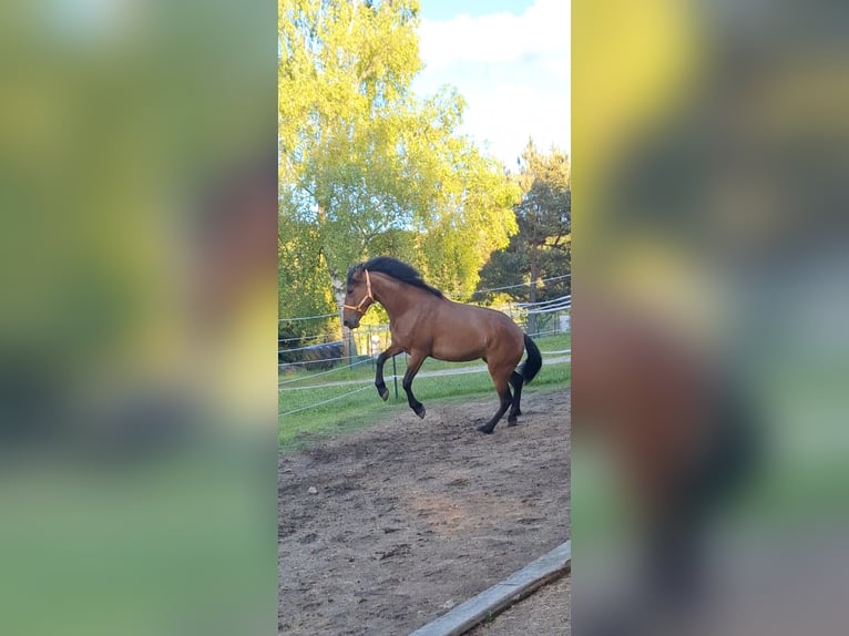 Cruzado Mix Stute 5 Jahre 163 cm Brauner in Langschlag