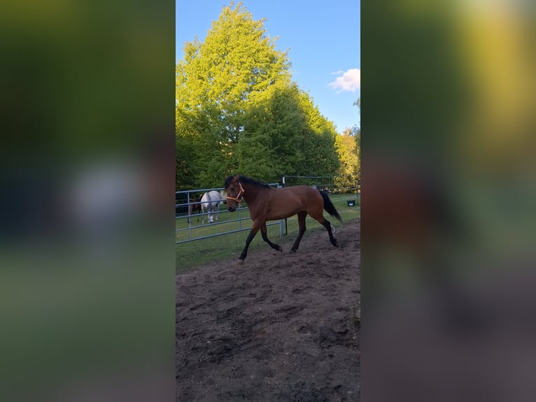 Cruzado Mix Stute 5 Jahre 163 cm Brauner in Langschlag