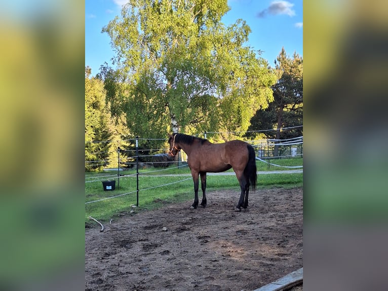 Cruzado Mix Stute 5 Jahre 163 cm Brauner in Langschlag