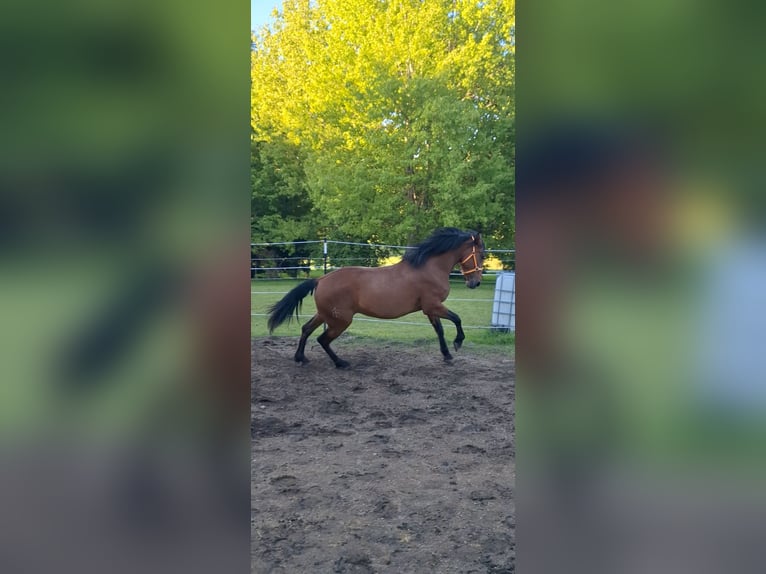 Cruzado Mix Stute 5 Jahre 163 cm Brauner in Langschlag