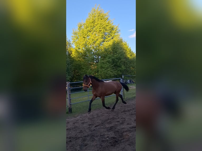 Cruzado Mix Stute 5 Jahre 163 cm Brauner in Langschlag