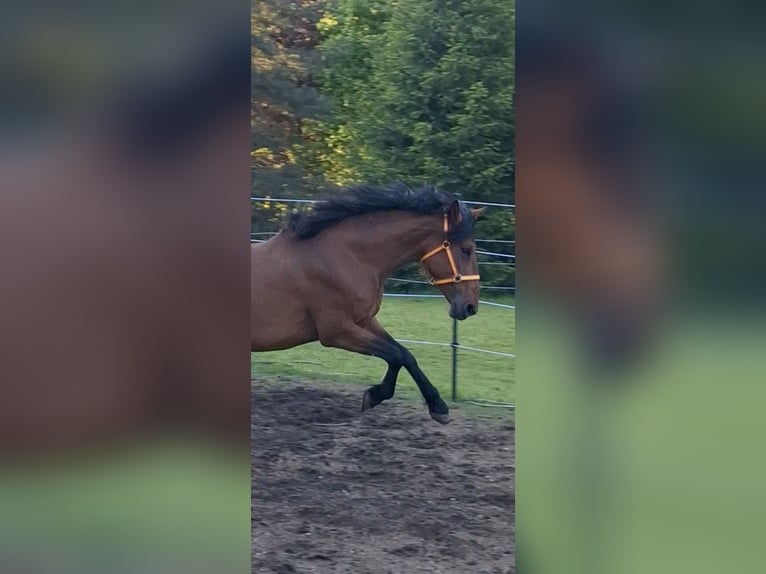 Cruzado Mix Stute 5 Jahre 163 cm Brauner in Langschlag