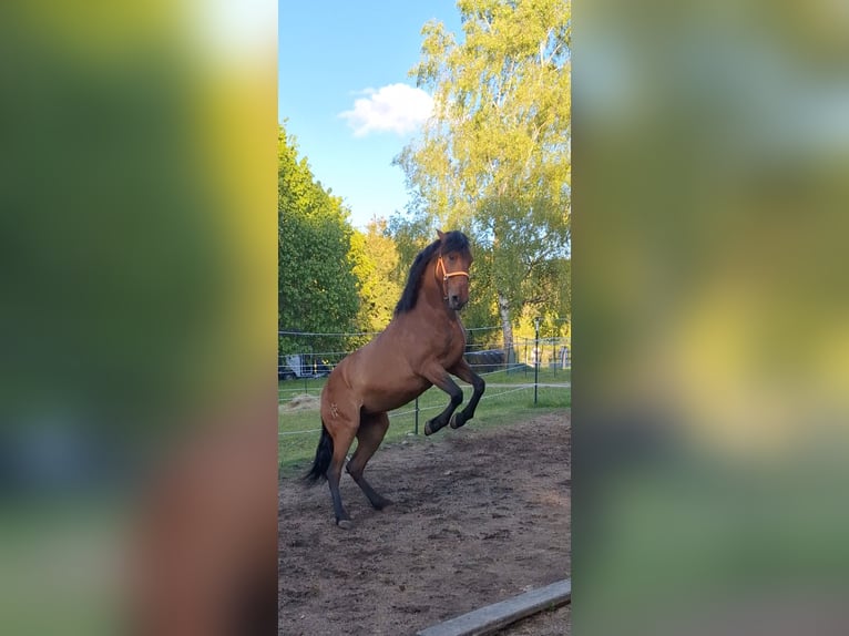 Cruzado Mix Stute 5 Jahre 163 cm Brauner in Langschlag