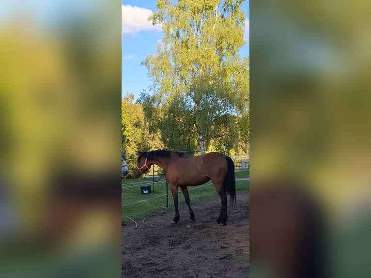 Cruzado Mix Stute 5 Jahre 163 cm Brauner in Langschlag