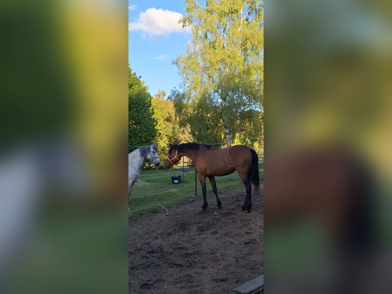 Cruzado Mix Stute 5 Jahre 163 cm Brauner in Langschlag