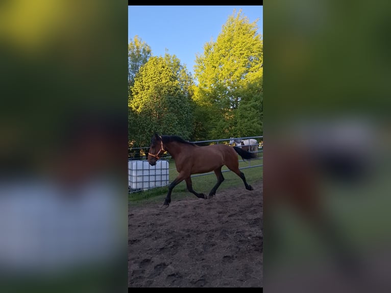 Cruzado Mix Stute 5 Jahre 163 cm Brauner in Langschlag