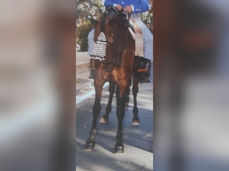 Cruzado Stute 5 Jahre Roan-Bay in Villaverde Del Rio