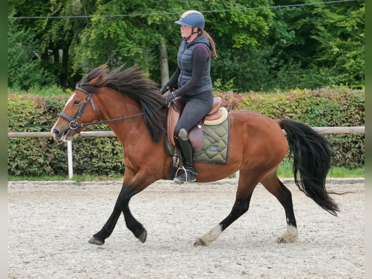 Cruzado Stute 6 Jahre 142 cm Hellbrauner in Neustadt (Wied)