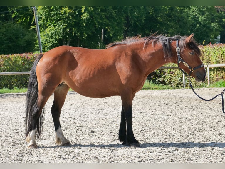 Cruzado Stute 6 Jahre 142 cm Hellbrauner in Neustadt (Wied)