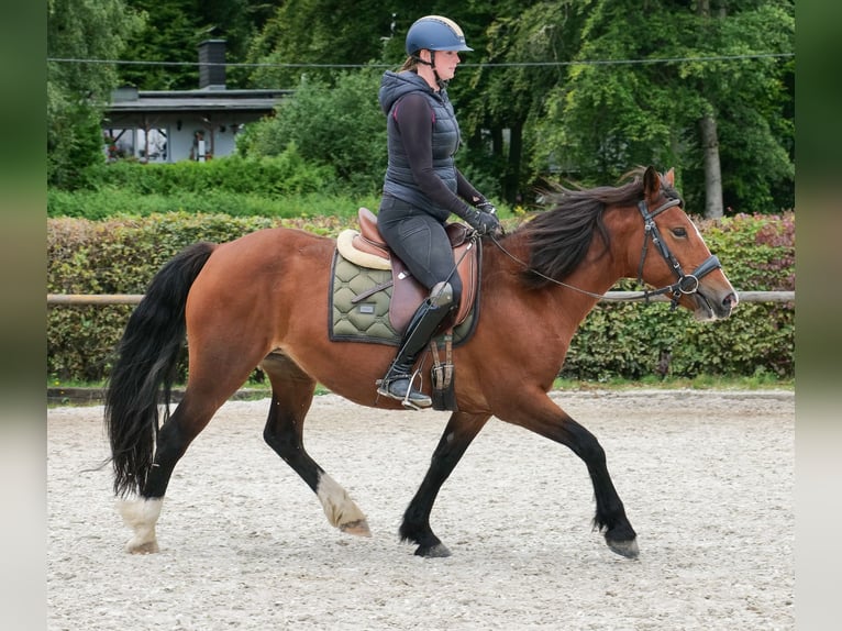 Cruzado Stute 6 Jahre 142 cm Hellbrauner in Neustadt (Wied)
