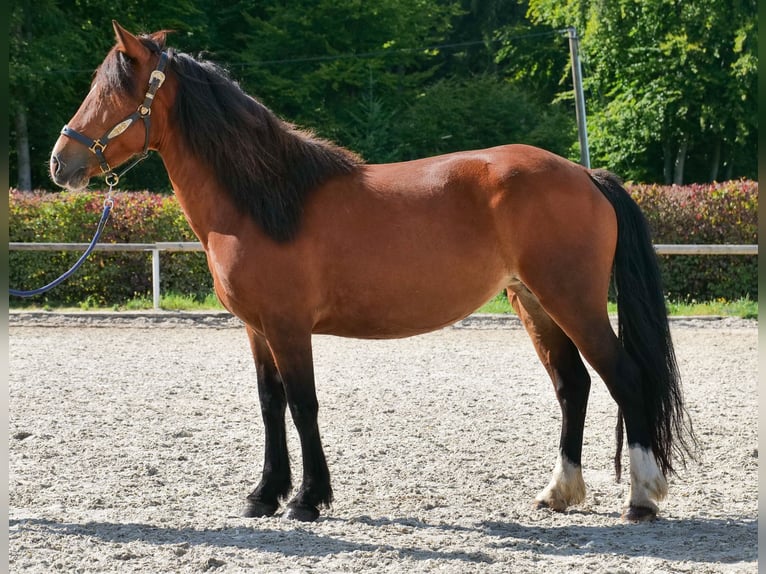 Cruzado Stute 6 Jahre 142 cm Hellbrauner in Neustadt (Wied)
