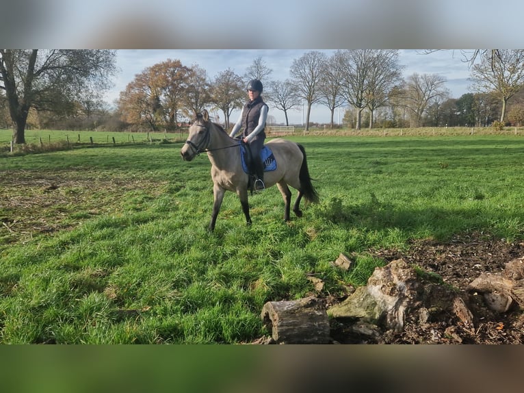 Cruzado Mix Stute 6 Jahre 149 cm Falbe in Wachtendonk