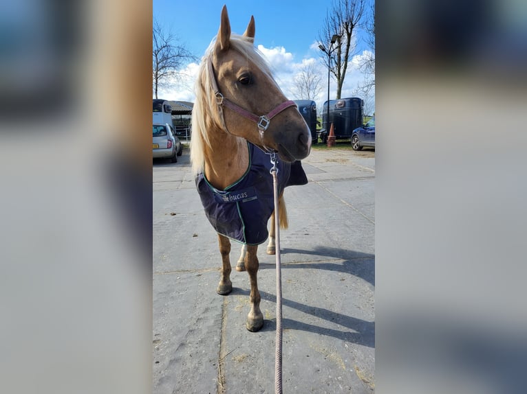 Cruzado Stute 6 Jahre 151 cm Palomino in Schipluiden
