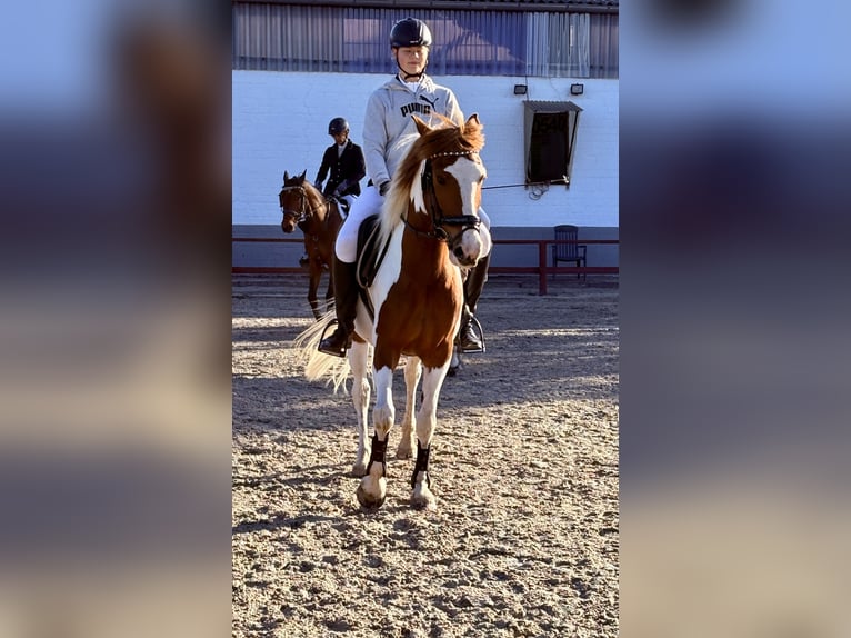 Cruzado Mix Stute 6 Jahre 152 cm Schecke in Schermbeck