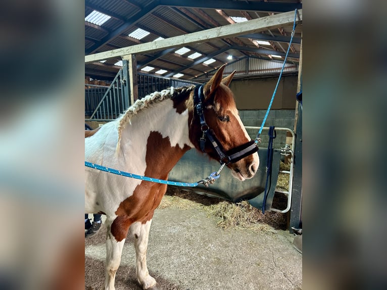 Cruzado Mix Stute 6 Jahre 152 cm Schecke in Schermbeck