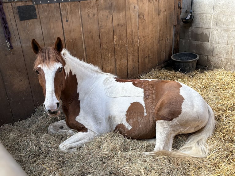 Cruzado Mix Stute 6 Jahre 152 cm Schecke in Schermbeck