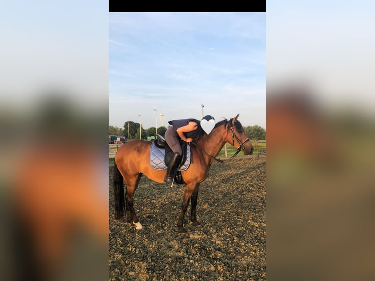 Cruzado Stute 6 Jahre 155 cm Brauner in Gouda