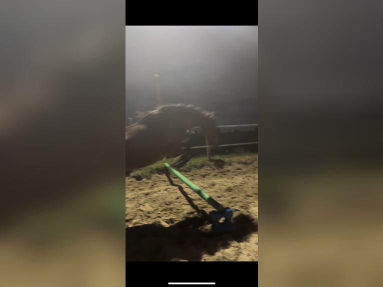 Cruzado Stute 6 Jahre 155 cm Brauner in Gouda