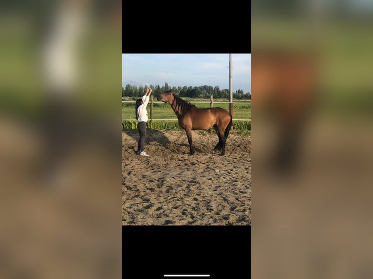 Cruzado Stute 6 Jahre 155 cm Brauner in Gouda
