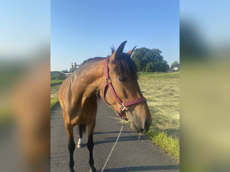Cruzado Stute 6 Jahre 155 cm Brauner in Gouda