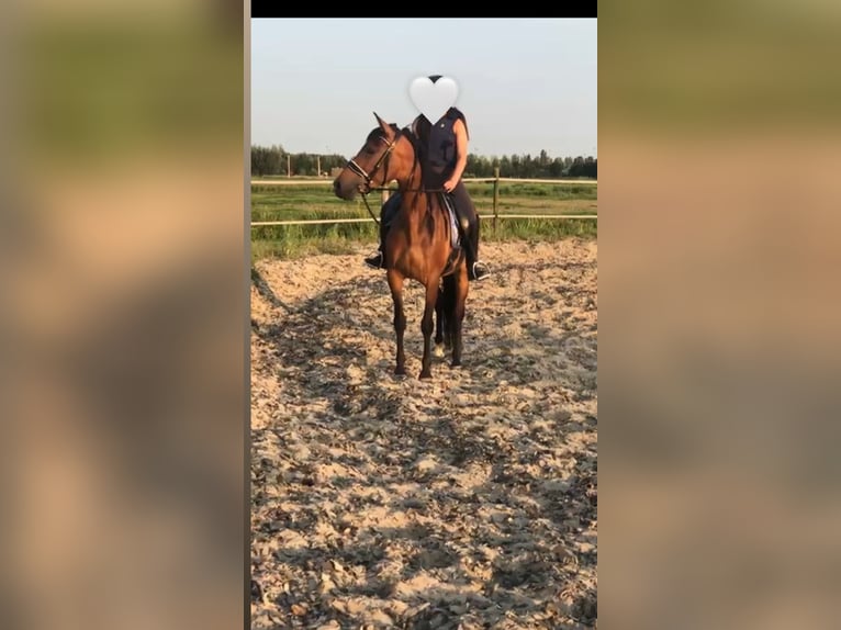 Cruzado Stute 6 Jahre 155 cm Brauner in Gouda