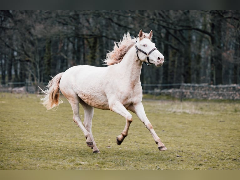 Cruzado Stute 6 Jahre 158 cm Cremello in Radeburg