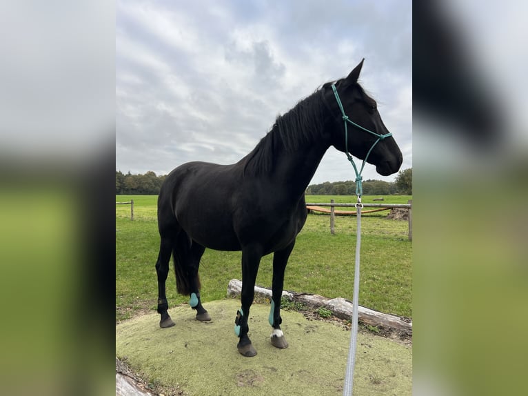 Cruzado Stute 6 Jahre 158 cm in Norderstedt