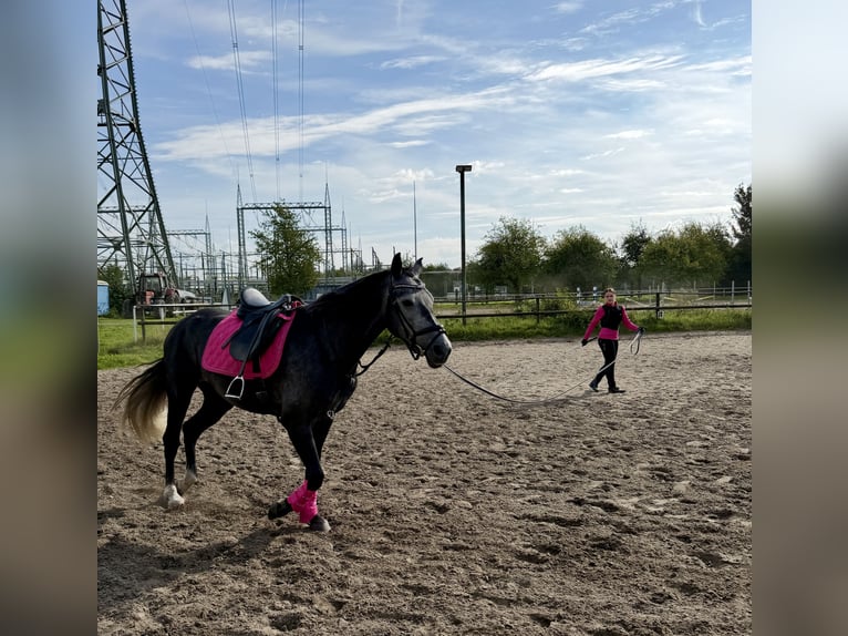 Cruzado Stute 6 Jahre 159 cm Kann Schimmel werden in Gelsenkirchen