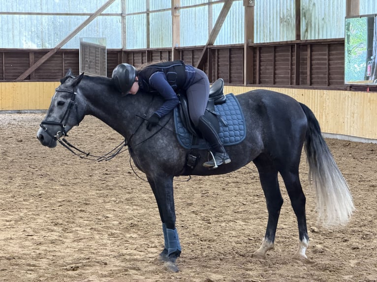 Cruzado Stute 6 Jahre 159 cm Kann Schimmel werden in Gelsenkirchen