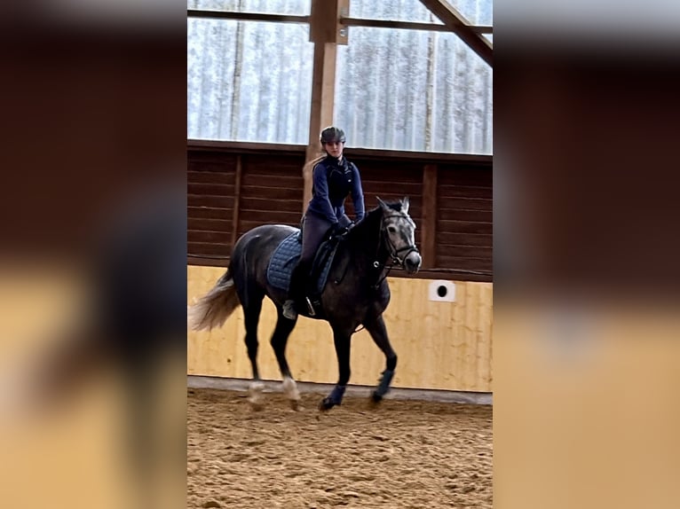 Cruzado Stute 6 Jahre 159 cm Kann Schimmel werden in Gelsenkirchen