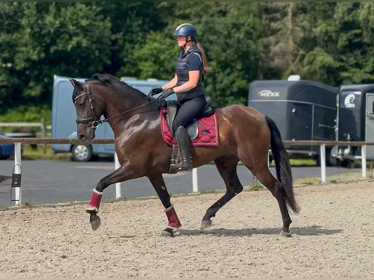 Cruzado Stute 6 Jahre 160 cm Dunkelbrauner in Neustadt (Wied)