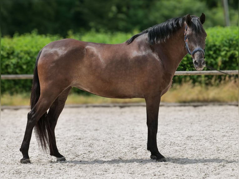 Cruzado Stute 6 Jahre 160 cm Dunkelbrauner in Neustadt (Wied)