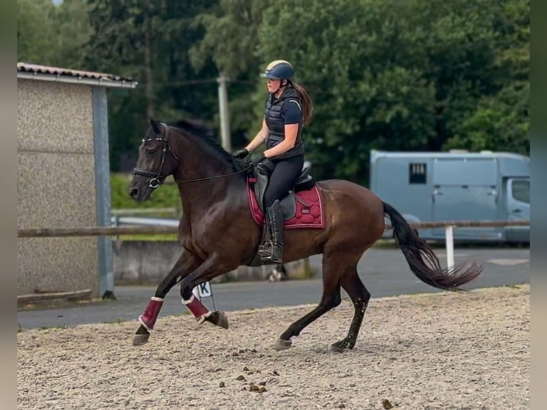 Cruzado Stute 6 Jahre 160 cm Dunkelbrauner in Neustadt (Wied)