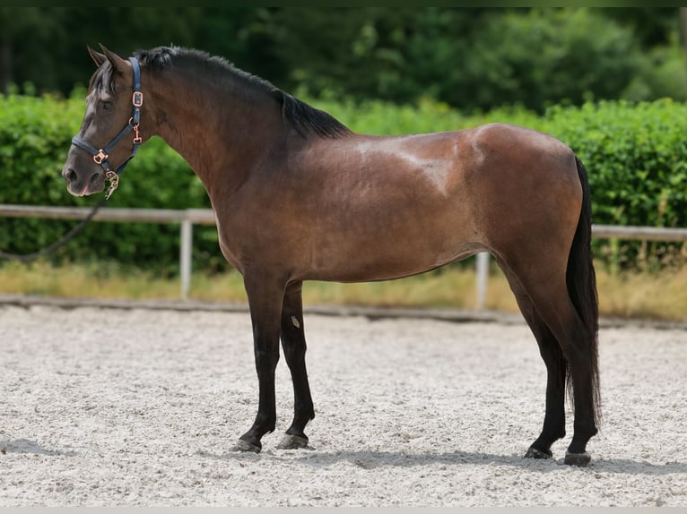 Cruzado Stute 6 Jahre 160 cm Dunkelbrauner in Neustadt (Wied)