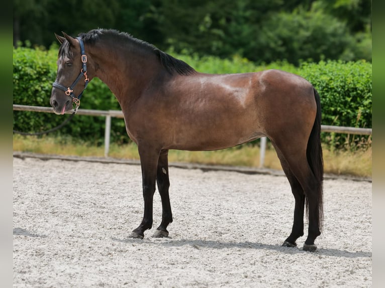 Cruzado Stute 6 Jahre 160 cm Dunkelbrauner in Neustadt (Wied)